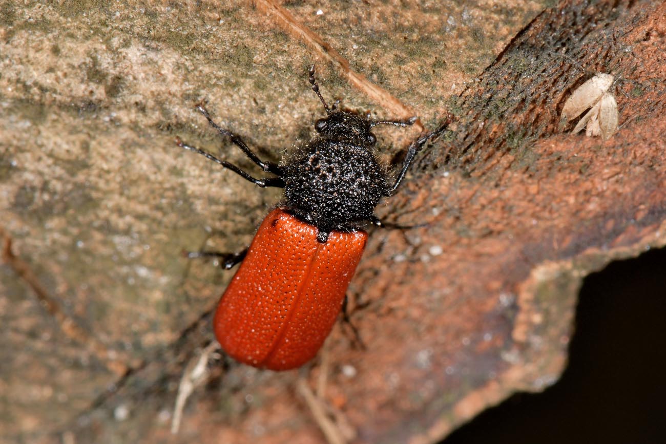 Bostrichidae: Bostrichus capucinus